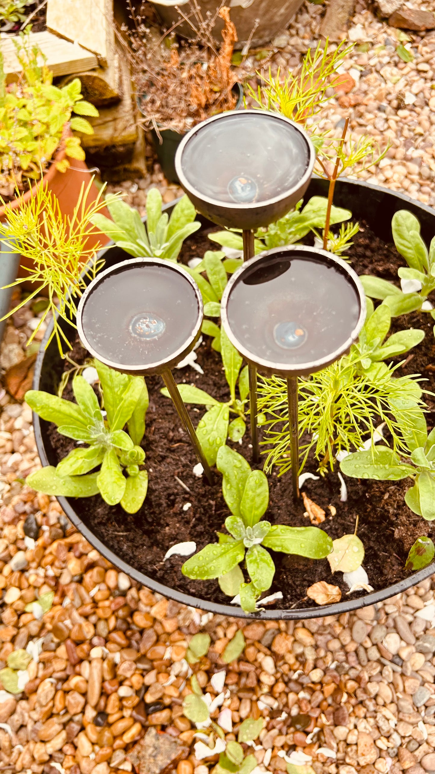 Trio mini extra small bee feeders rain catchers plant pot etc Trusty Rusty's