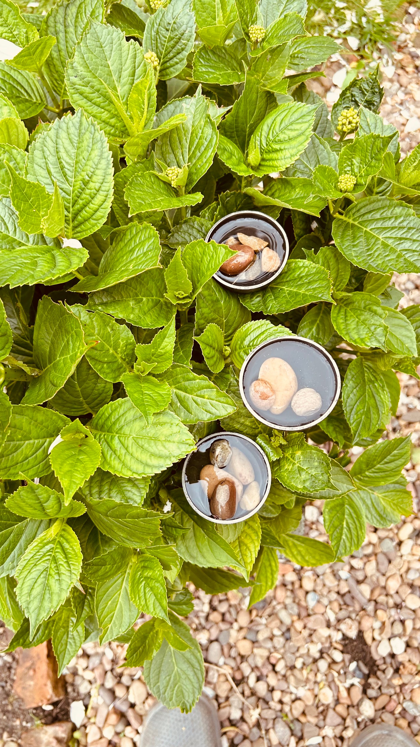 Trio mini extra small bee feeders rain catchers plant pot etc Trusty Rusty's