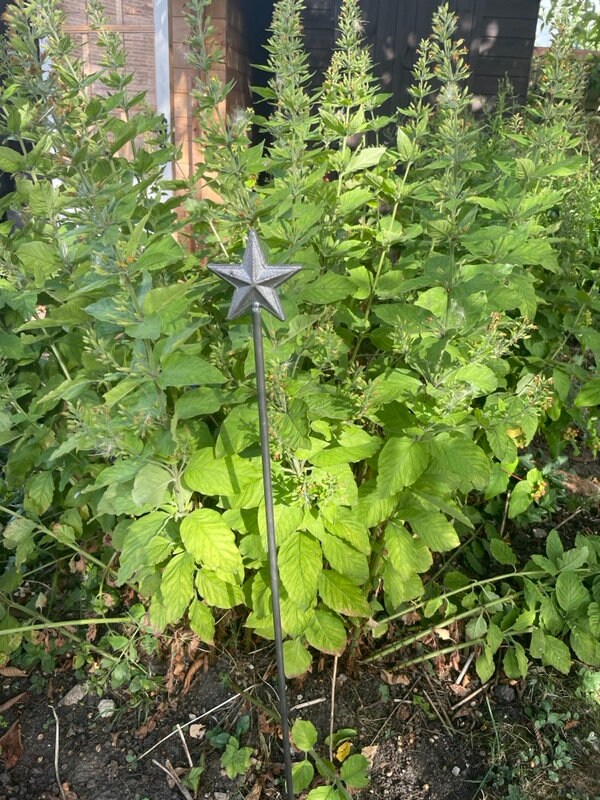 star plant support rusty steel